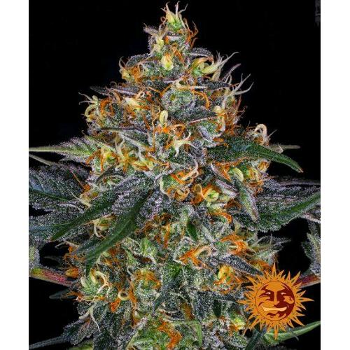 BARNEY'S FARM -  MOBY DICK AUTO - 10 SEEDS