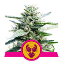 NEW - ROYAL QUEEN SEEDS - GRANDADDY PURPLE FEM - 3 SEEDS
