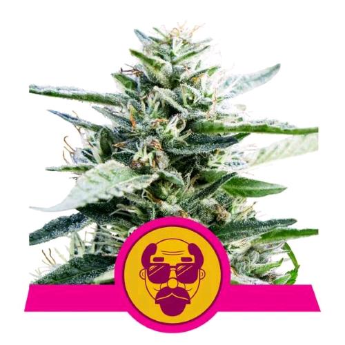NEW - ROYAL QUEEN SEEDS - GRANDADDY PURPLE FEM - 5 SEEDS