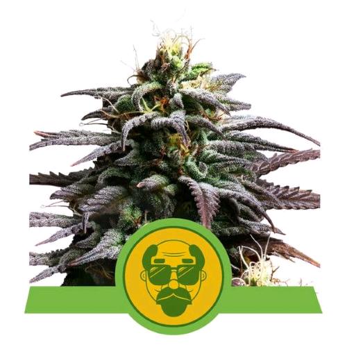 NEW - ROYAL QUEEN SEEDS - TRAINWRECK AUTO - 3 SEEDS