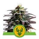 NEW - ROYAL QUEEN SEEDS - TRAINWRECK AUTO - 10 SEEDS
