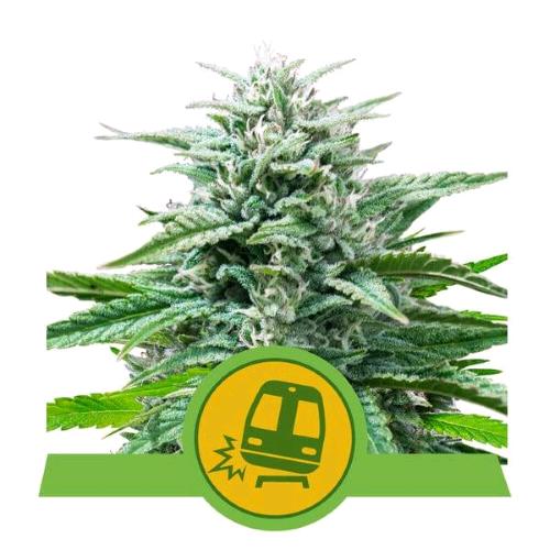 NEW - ROYAL QUEEN SEEDS - TRAINWRECK AUTO - 1 SEED