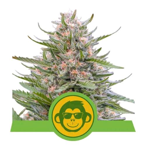 NEW - ROYAL QUEEN SEEDS - GRAPE APE AUTO - 3 SEEDS