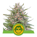 NEW - ROYAL QUEEN SEEDS - GRAPE APE AUTO - 1 SEED
