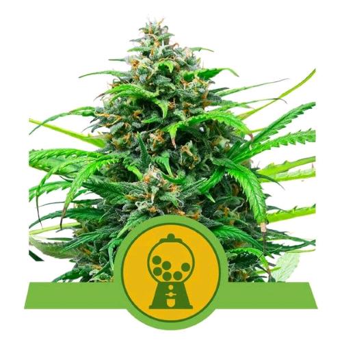 NEW - ROYAL QUEEN SEEDS - PINK RUNTZ AUTO - 1 SEED
