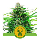 NEW - ROYAL QUEEN SEEDS - PINK RUNTZ AUTO - 3 SEEDS