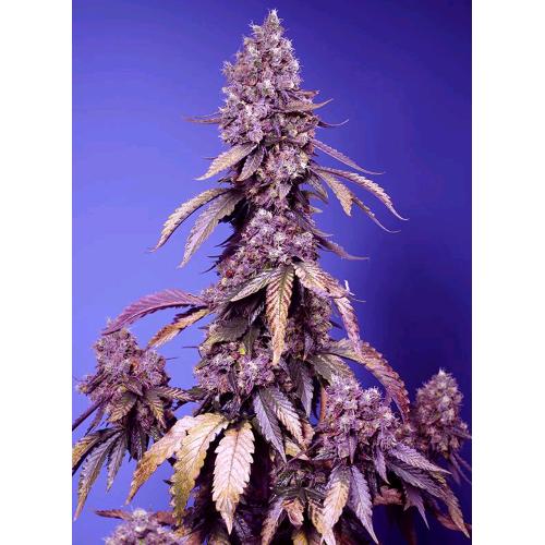 SWEET SEEDS  - BLACK MUFFIN FEM - F1 FAST VERSION - 25 SEEDS