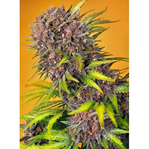 SWEET SEEDS - DIABLO ROJO XL AUTO - 25 SEEDS
