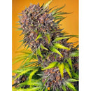SWEET SEEDS - DIABLO ROJO XL AUTO - 3+1 SEEDS