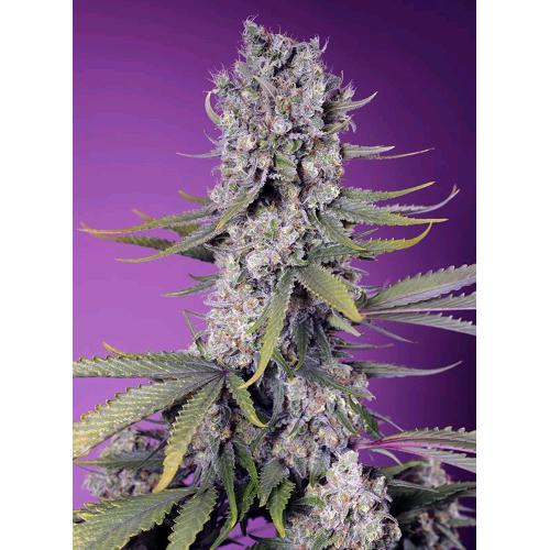 SWEET SEEDS - PAPAYA ZOAP AUTO - 3+1 SEEDS
