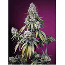 SWEET SEEDS - JEALOUSY Z XL AUTO - 100 SEEDS