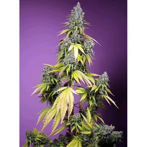 SWEET SEEDS - JET FUEL MANDARINE XL AUTO - 100 SEEDS