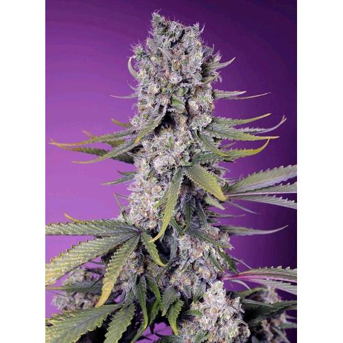 SWEET SEEDS  - PAPAYA ZOAP FEM - F1 FAST VERSION - 5+2 SEEDS
