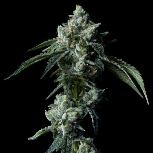 DNA GENETICS - CHALLAH BREAD FEM - 5 SEEDS
