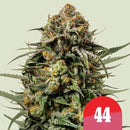 NEW - ROYAL QUEEN SEEDS X TYSON - GELATO 44 FEM - 10 SEEDS