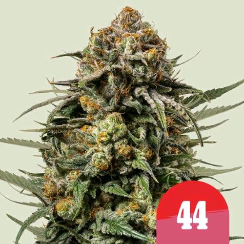 NEW - ROYAL QUEEN SEEDS X TYSON - GELATO 44 FEM - 3 SEEDS