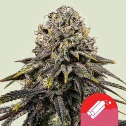 NEW - ROYAL QUEEN SEEDS X TYSON - DYNAMITE DIESEL FEM - 1 SEED