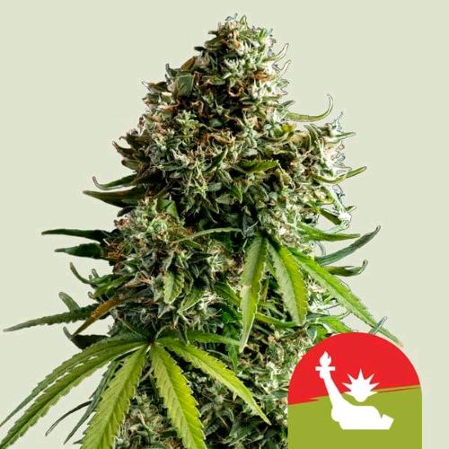 NEW - ROYAL QUEEN SEEDS X TYSON - NYC SOUR D AUTO - 1 SEED