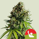 NEW - ROYAL QUEEN SEEDS X TYSON - NYC SOUR D AUTO - 10 SEEDS
