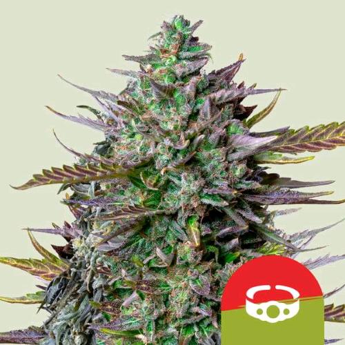 NEW - ROYAL QUEEN SEEDS X TYSON - GOAT'LATO AUTO - 1 SEED