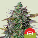 NEW - ROYAL QUEEN SEEDS X TYSON - GOAT'LATO AUTO - 5 SEEDS