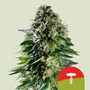 NEW - ROYAL QUEEN SEEDS X TYSON - CORKSCREW AUTO - 1 SEED