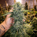 HUMBOLDT SEEDS - GEIST OG FEM FAST FLOWERING - 5 SEEDS