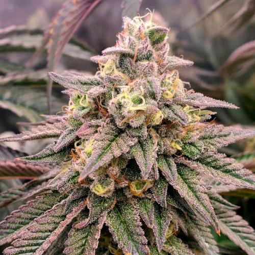 HUMBOLDT SEEDS - GUSHERS FEM FAST FLOWERING - 10 SEEDS