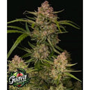 NEW - FAST BUDS - GUAVA AUTO - 100 SEEDS
