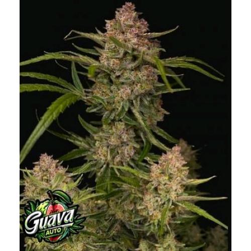 NEW - FAST BUDS - GUAVA AUTO - 3 SEEDS