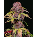 NEW -  FAST BUDS - LEMON CHERRY COOKIES - 10 SEEDS