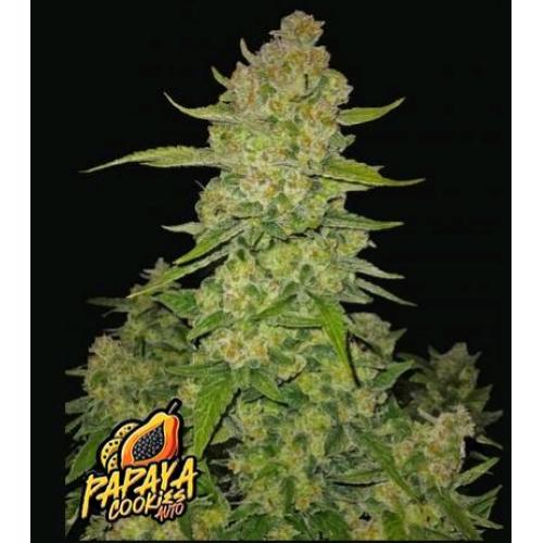 NEW - FAST BUDS - PAPAYA COOKIES  - 5 SEEDS