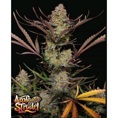 NEW -  FAST BUDS - APPLE STRUDEL AUTO - 3 SEEDS