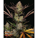 NEW -  FAST BUDS - APPLE STRUDEL AUTO - 2 SEEDS