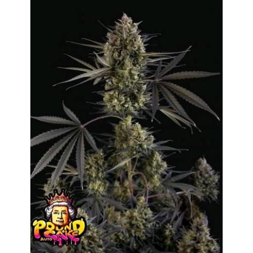 NEW -  FAST BUDS - POUND CAKE AUTO - 3 SEEDS