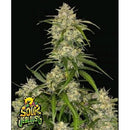 NEW -  FAST BUDS - SOUR JEALOUSY AUTO - 5 SEEDS