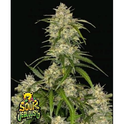 NEW -  FAST BUDS - SOUR JEALOUSY AUTO - 3 SEEDS