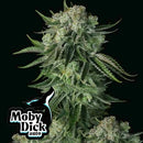 FAST BUDS ORIGINAL - MOBY DICK AUTO - 50 SEEDS