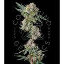 COMPOUND GENETICS - GLUE 31 FEM - 7 SEEDS