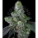 COMPOUND GENETICS - GOOFIEZ FEM - 7 SEEDS