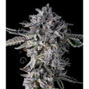 COMPOUND GENETICS - CANDY BEVELZ FEM - 7 SEEDS