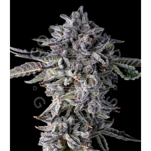 COMPOUND GENETICS - CANDY BEVELZ FEM - 7 SEEDS
