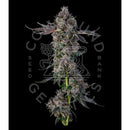 COMPOUND GENETICS - CANDY PACKZ FEM - 7 SEEDS