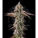 COMPOUND GENETICS - STRAWBERRY SKRILLA FEM - 7 SEEDS