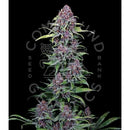 COMPOUND GENETICS - NYC VAPOR FEM - 7 SEEDS