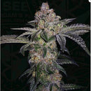 TH SEEDS - PURE RUNTZY FEM - 6+1 SEMI