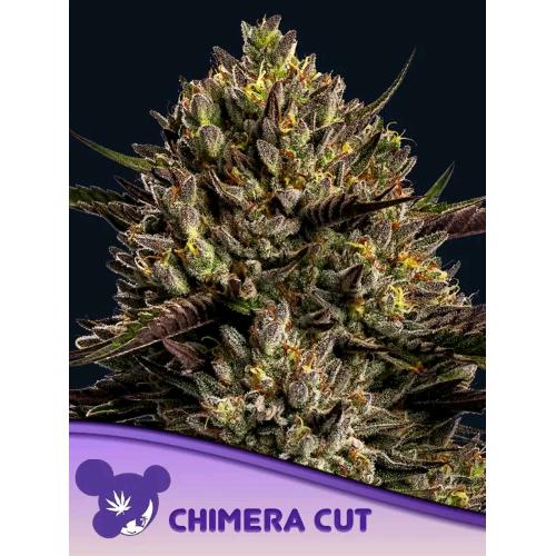 ANESIA SEEDS - CHIMERA CUT FEM - 5 SEEDS