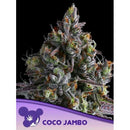 ANESIA SEEDS - COCO JAMBO FEM - 3 SEEDS