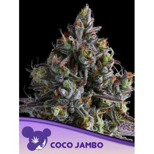 ANESIA SEEDS - COCO JAMBO FEM - 5 SEEDS
