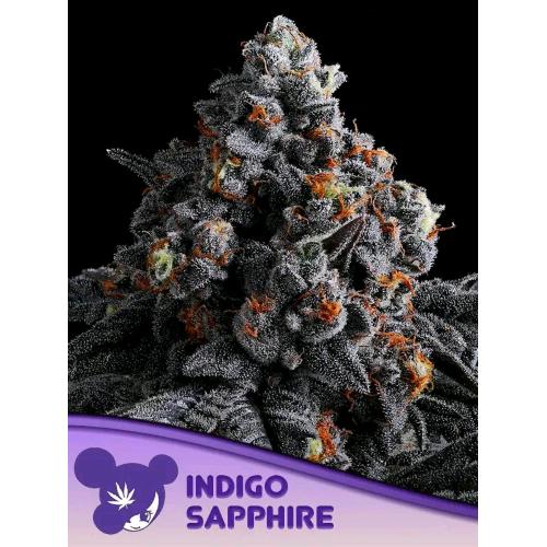ANESIA SEEDS - INDIGO SAPPHIRE FEM - 5 SEEDS